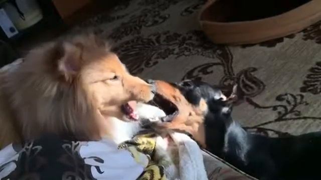 Такса и шелти .Джек и Мартин играют . Как уживаются 2 собаки щенки смотреть онлайн