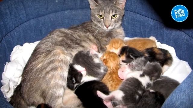 ПОЧЕМУ кошка ТОПЧЕТ лапками? СЕКРЕТ РАСКРЫТ | БУДЬ В КУРСЕ TV