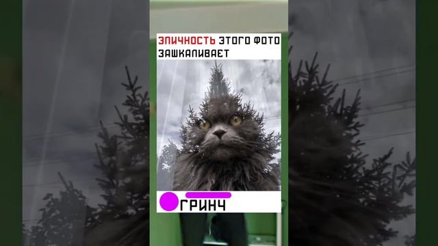 #short #shorts #мем #мемы #прикол #юмор #funny (39) смотреть онлайн