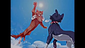 Коты-воители подборка видео с тик-тока 5#