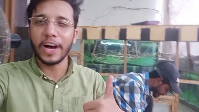 Bengalese MALES want FEMALES || White Java Entry || Breeding Season ON смотреть онлайн