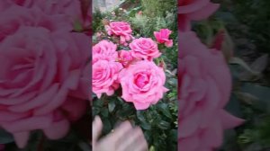 Роза «Bermuda» (Бермуда). Цветение в августе 2021