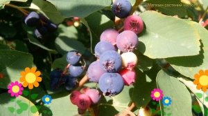 Ирга крупноцветковая Форест Принц. Краткий обзор, описание amelanchier spicata Forest Prince
