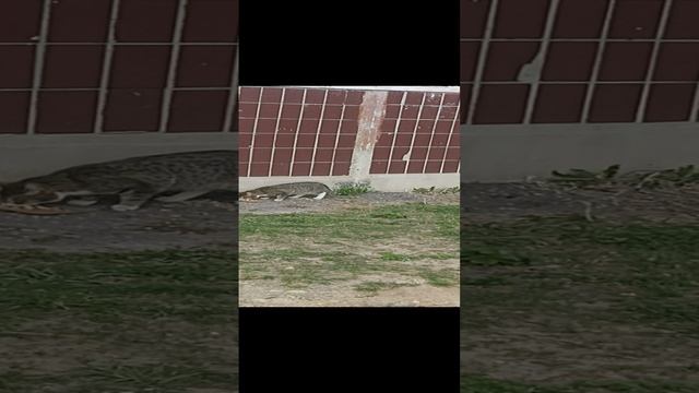 Котик котик котик Бегемотик. смотреть онлайн