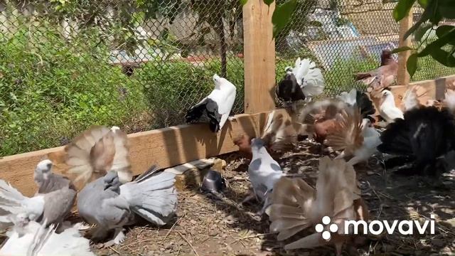 Голуби павлины. Индийские павлины. Indian Fantail Pigeon 2021. Крым. Нижнегорский район.+7978895959