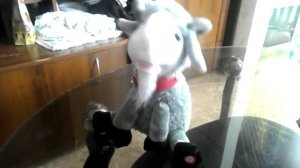 Козел-за глаза твои карие