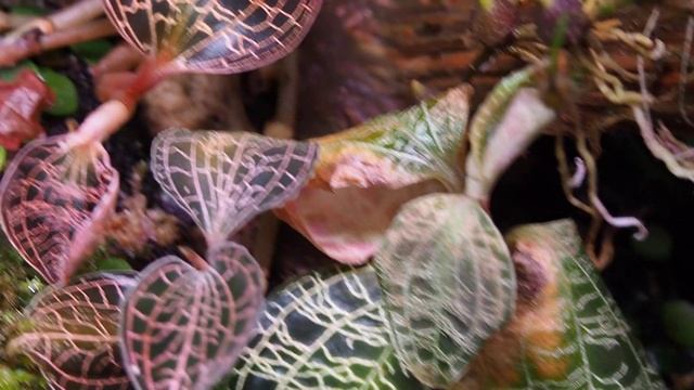 오키다리움 보석란 근황 Orchidarium with Macodes limii, Macodes petola [화이 난초 이야기] смотреть онлайн