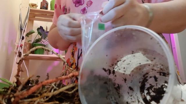 Микориза. Антуриум. Эксперимент. смотреть онлайн