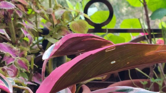 How to repot and take care of Stromanthe Triostar plant/ tricolor plant смотреть онлайн