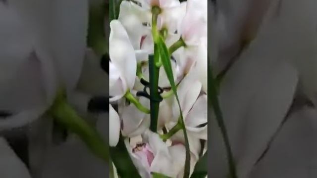 Орхидея Цимбидиум белый смотреть онлайн