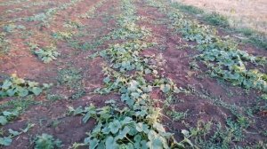 Обработка дыни от дынной мухи очень важна-Как прищипывать дыню.