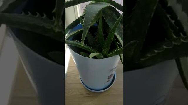 Поливаем цветы озонированной водой смотреть онлайн