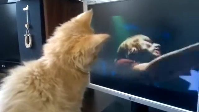 Котенок слушает Оригами смотреть онлайн