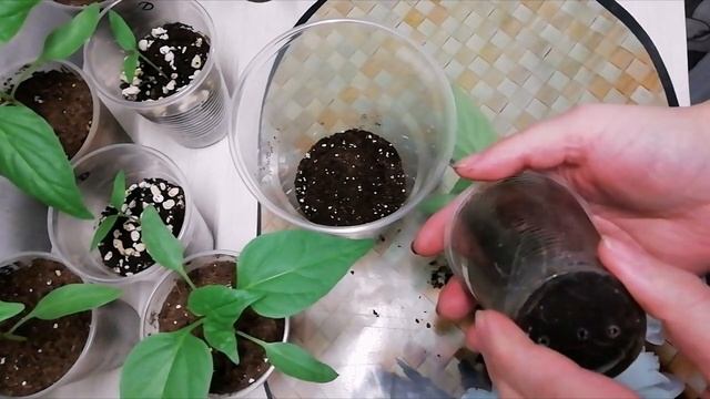 Перец. Пересаживаю рассаду перца в стаканчики большего объёма.