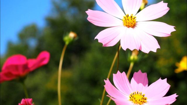 Wong　Wing　Tsan　～ Water　Blue　Planet　Strings　Version