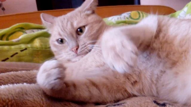 наш красивый паренёк котик Персик смотреть онлайн