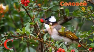 Животные для детей на букву С.