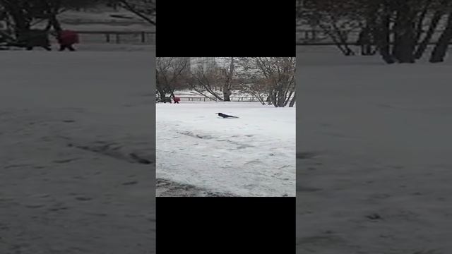 Московский ворон смотреть онлайн