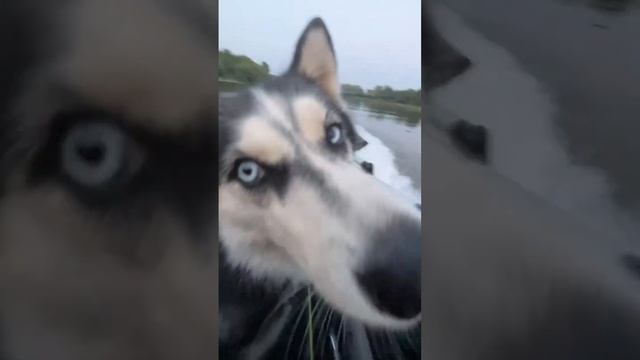 Обзор лодки на которую не нужны права смотреть онлайн