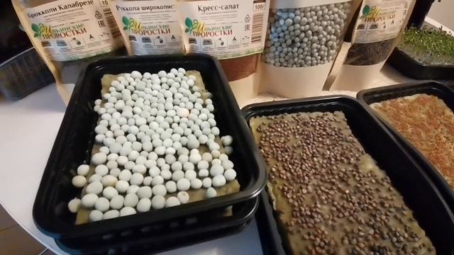 Агровата для микрозелени - просто огонь! Барботирую горох, сею руколу, кресс салат, редис, брокколи смотреть онлайн