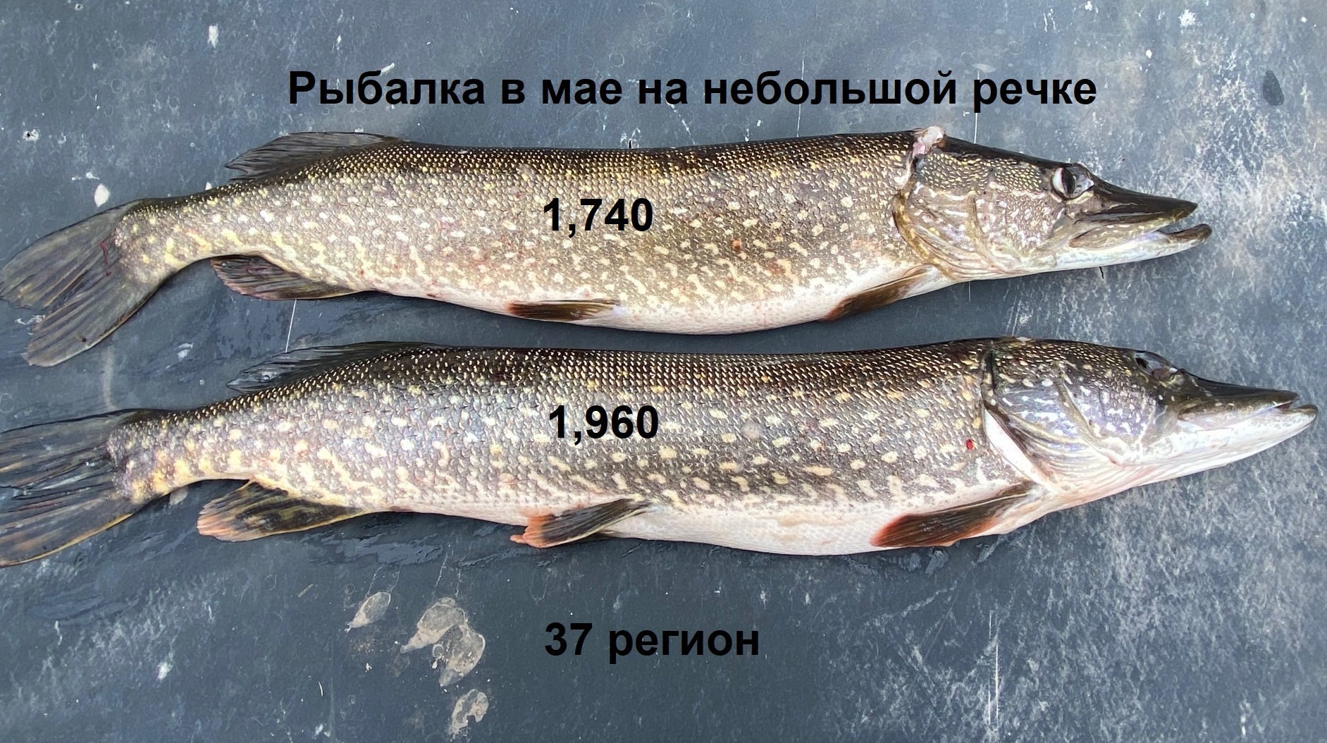 Рыбалка. Щука. Голавль. Окунь. Рыбалка в мае. Ловля щуки, окуня на живца. Голавль на майского жука. смотреть онлайн