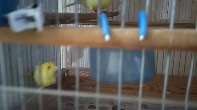 Продолжается сезон размножения канареек смотреть онлайн