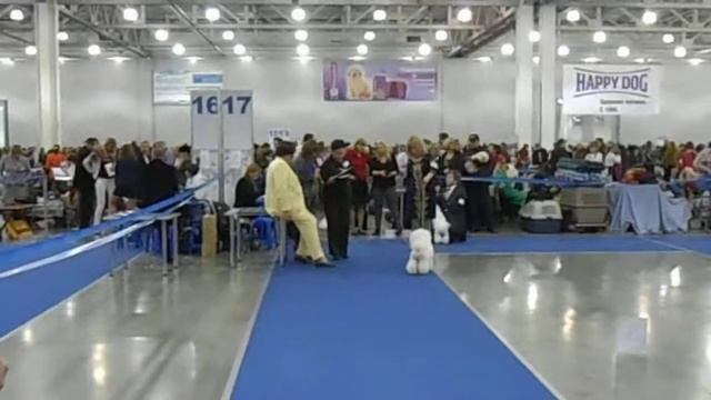 Champion class (males) смотреть онлайн