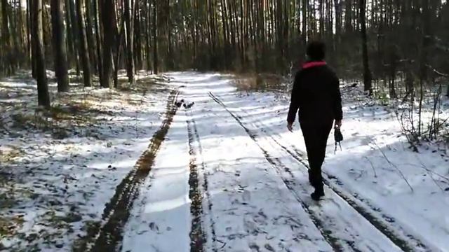 Чем пахнет лес? смотреть онлайн