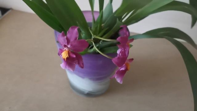 Листья гармошкой у Камбрии смотреть онлайн