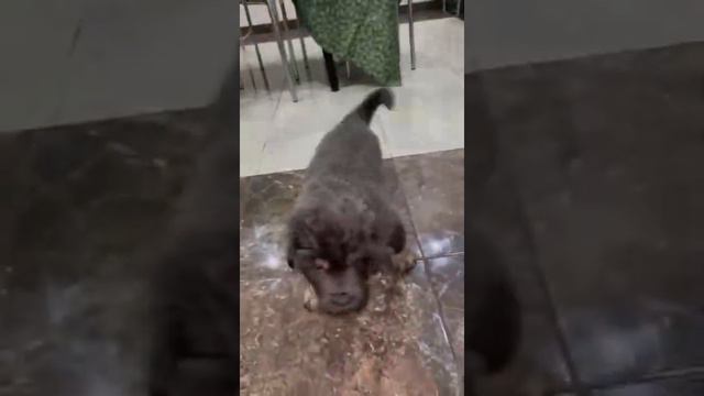 Лучшая охранная собака Вашего дома! Продаём ЩЕНКОВ ТИБЕТСКОГО МАСТИФА. Россия. Есть Доставка по мир