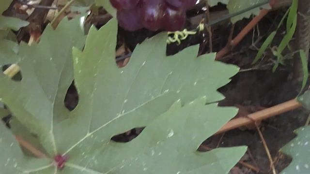 Новинки+Вкусняшка смотреть онлайн