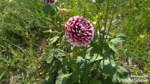 Георгина Эдинбург / Dahlia Edinburgh