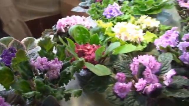 Выставка фиалок "Краски Осени" 19-21 ноября 2010г. 3 часть смотреть онлайн