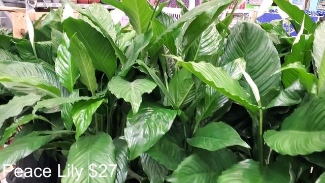 Big Box Plant Shopping || Houseplants at Lowes || New Costa Farms Pot Sizes! смотреть онлайн