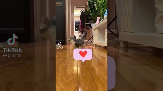 Без Кота Жизнь Не Та! Коротколапый Манчкин, Милые Лапки Котика смотреть онлайн