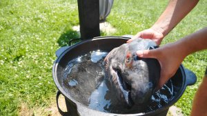 Царская уха по-камчатски из огромной головы чавычи в казане на костре.