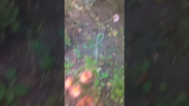 17.ноября2023г.в саду цветут.весенний и осенний цветы