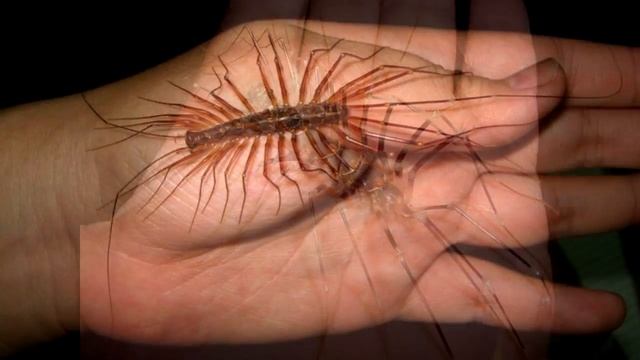 Насекомые на руках смотреть онлайн