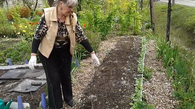 Клубника посадка (открытая корневая система ). смотреть онлайн