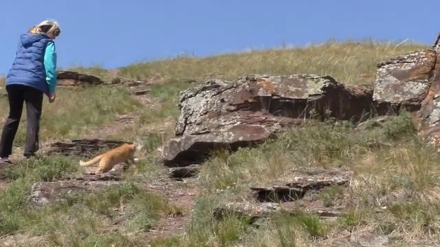 Кот компаньон | Companion Cat смотреть онлайн