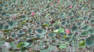 КАК РАСТЁТ ЛОТОС В ПРУДУ НА ДАЧЕ? Какие условия содержания требует? "Поле" с лотосами в Тайване!