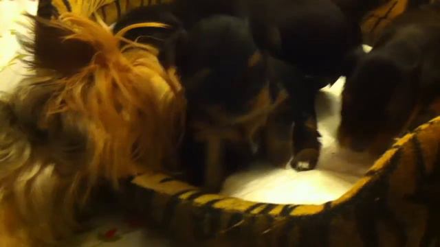 Щенкам почти месяц 2