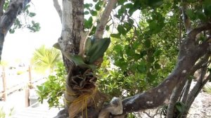 Как привить орхидею к дереву. Правильное выращивание!