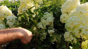 Гортензия Саммер Сноу. Побеги не выдерживают вес соцветий. Что делать?