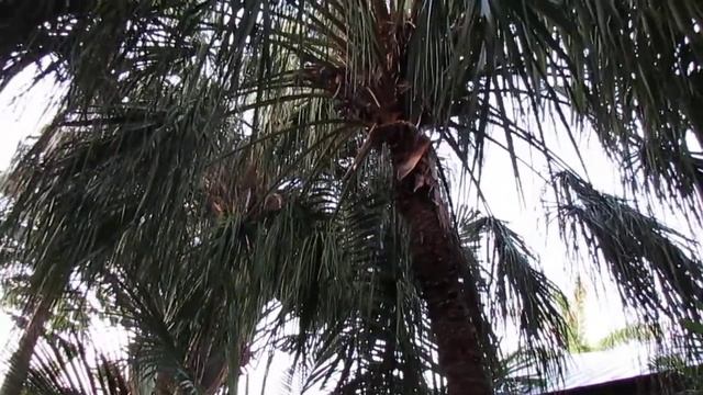 Livistona Decora (decipiens) - A Cold Hardy, Fast Growing Palm.
