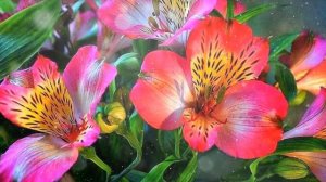 Альстромерия  – Выращивание и уход