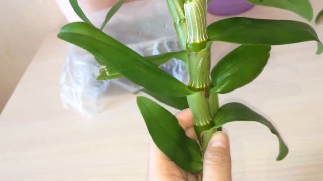 ДЕНДРОБИУМ НОБИЛЕ РАЗМНОЖЕНИЕ часть 1. Три старые бульбы от двух дендробиумов пошли на размножение.