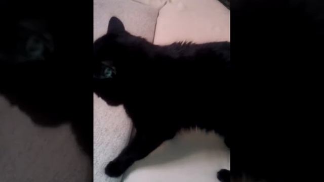 Коту нравиться музыка смотреть онлайн