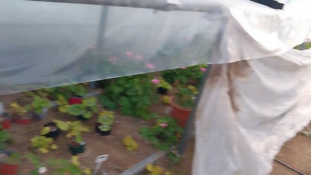 강추위에 무사한 제라늄 смотреть онлайн