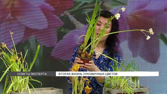 Вторая жизнь луковичных цветов смотреть онлайн